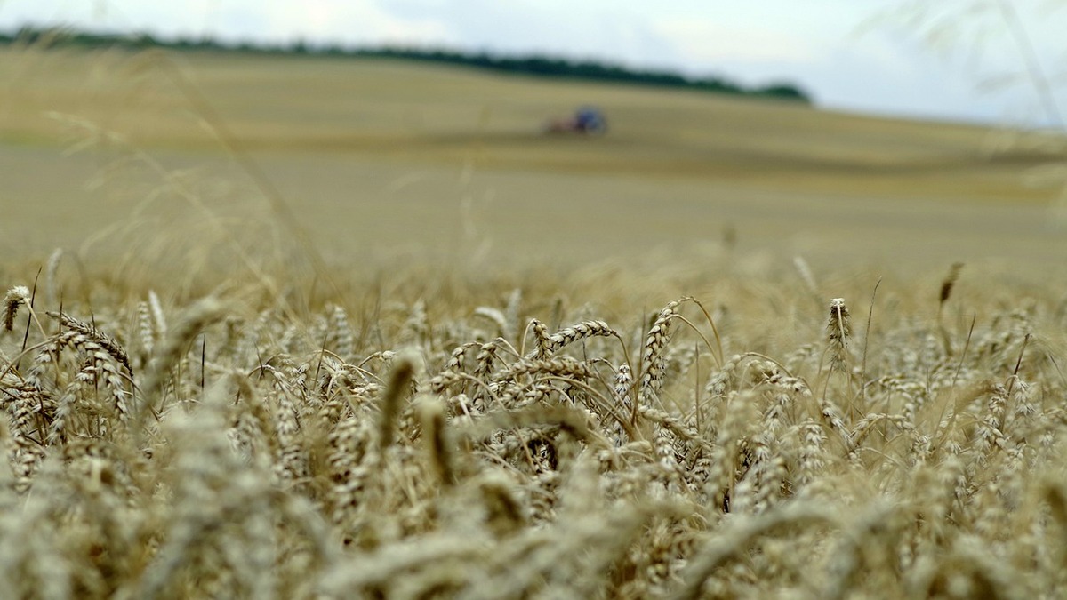 Izba Zbożowa-Paszowa oceniła obecną sytuację na rynku. Sprzedający mają zły ogląd na sytuację. "Plony osiągane przez rolników są bardzo zróżnicowane regionalnie"