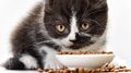 Jak przekonać kota do jedzenia suchej karmy?