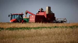 Polacy powinni zrezygnować z uprawy zbóż? Skandaliczne słowa ukraińskiego lobbysty