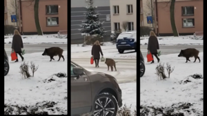 Dziki goniły kobietę w centrum Jaworzna.  Próbowały wyrwać reklamówkę