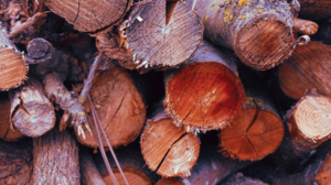 Rząd szykuje ograniczenia w spalaniu drewna w energetyce. Kuszlewicz: "Odchodzenie od drewna to utopijny pomysł"