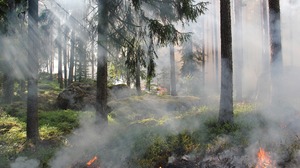 Alert RCB: zagrożenie pożarowe lasów ogłoszone w siedmiu powiatach w Polsce