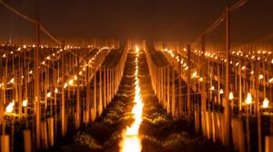 Aby uratować winnicę rozpalili tysiąc świec