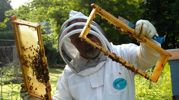 Pomoc rządowa dla pszczelarzy. Do kiedy można składać wniosek o dofinansowanie na modernizację i walkę z warozzą? Sprawdź jakie trzeba spełnić wymagania