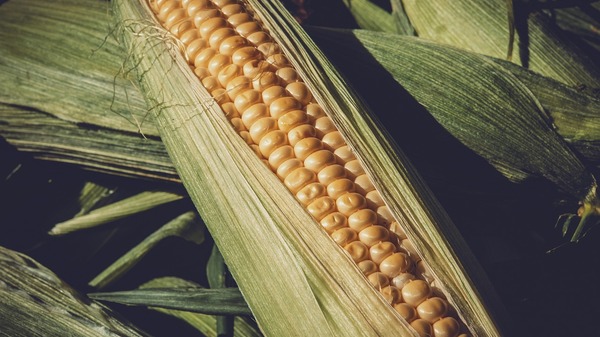 Uprawa kukurydzy w 2023 roku. Eksperci wskazują na najlepsze odmiany ziarna