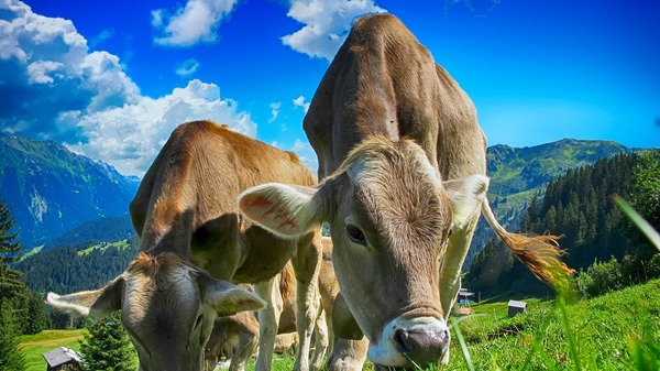 Francja: Znaczący spadek uboju oraz eksportu bydła