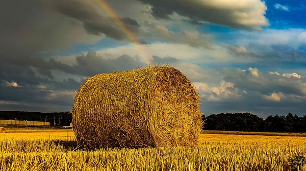 Globalna prognoza obrotu pszenicą. Przewidywany wzrost produkcji i dostaw