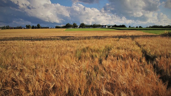 Ukraina zaktualizowała prognozę zbiorów zbóż. Polscy rolnicy mogą czuć się zagrożeni? Rekordowe plony zboża pomimo wojny